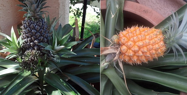pineaple-plant